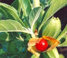 Ashwagandha (Winter cherry)