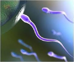 Male Infertility