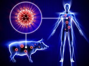 Swine Flu Virus And Human Body