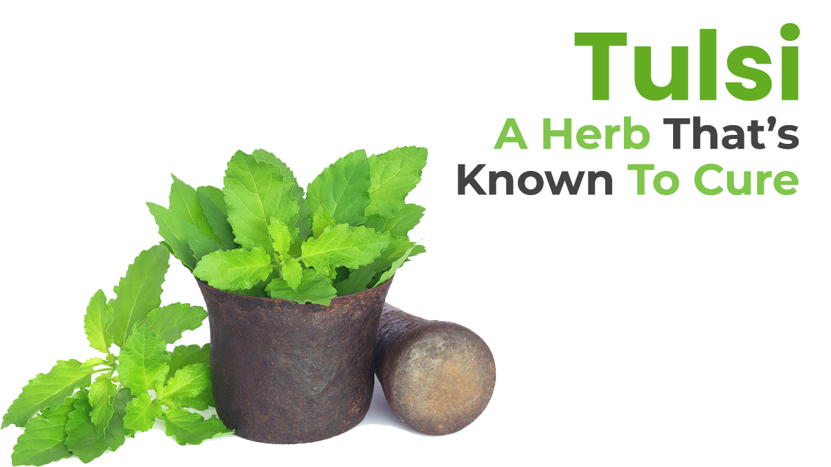 Tulsi – An Herb that’s known to cure